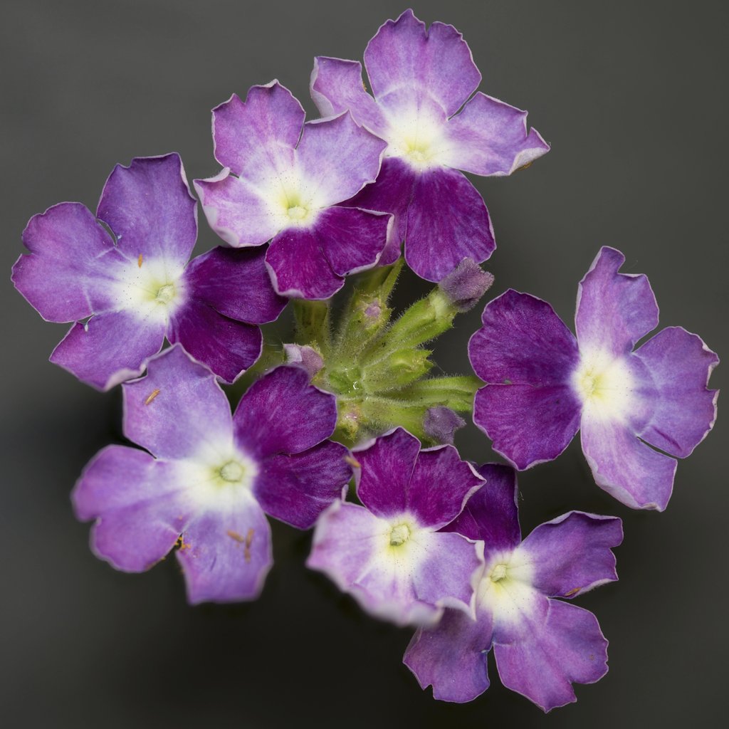 Tom Fisk - Vibrant close-up of blooming purple verbena flowers in detail.