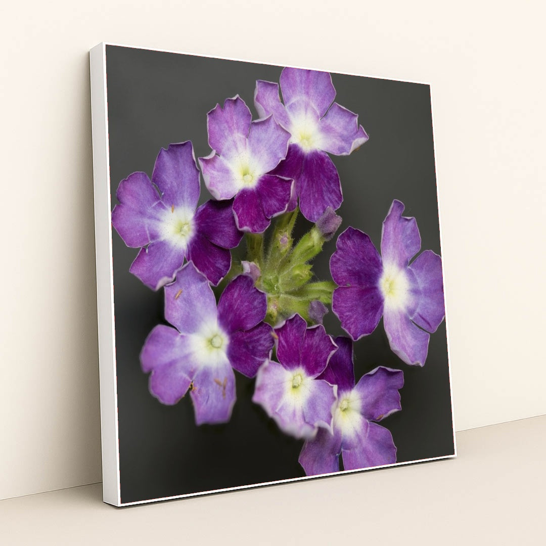 7090297667619 - Product Image