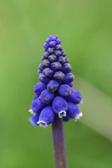 Pixabay - Macro photo of a vibrant purple grape hyacinth, highlighting its delicate blossoms against a green backdrop.