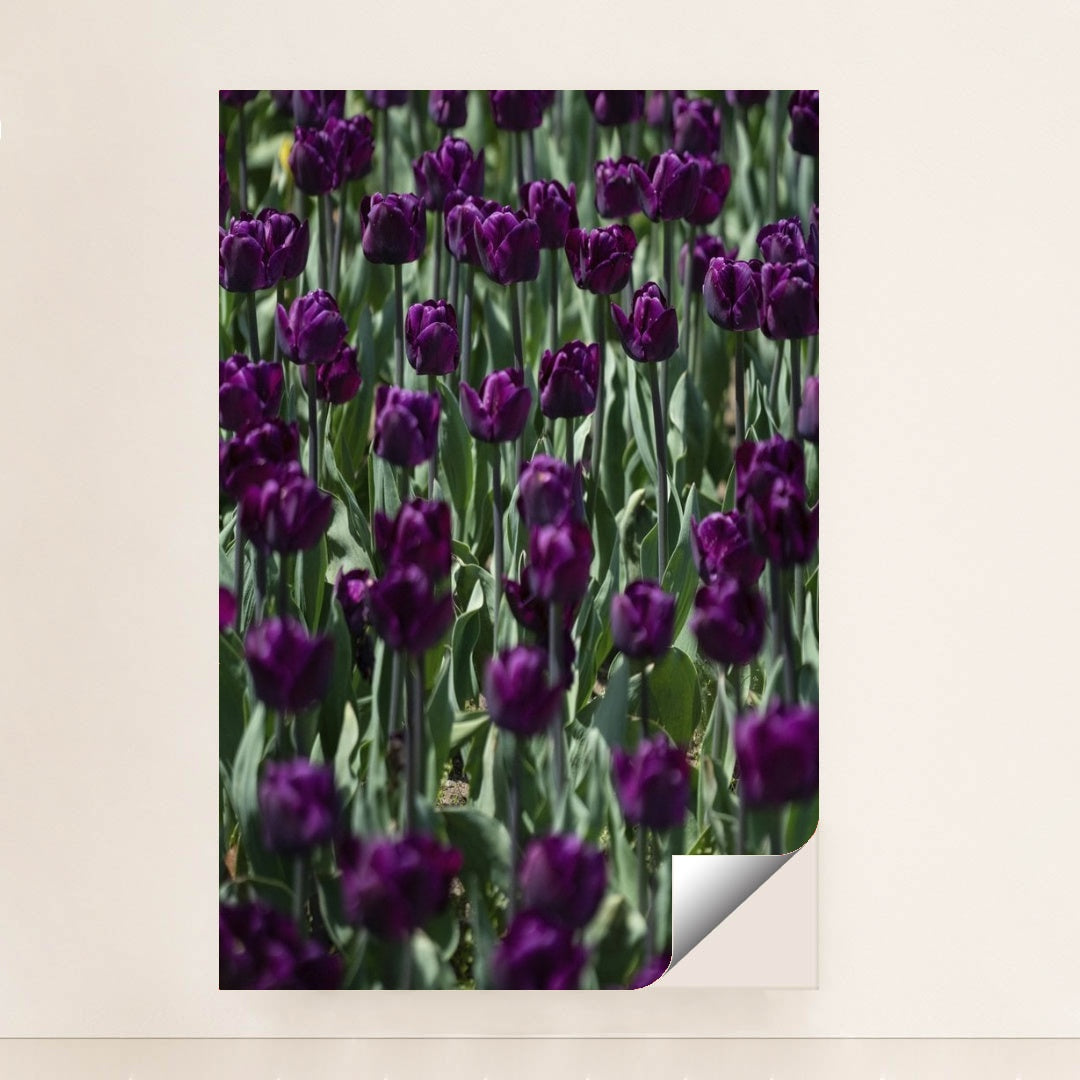 7090289279011 - Product Image