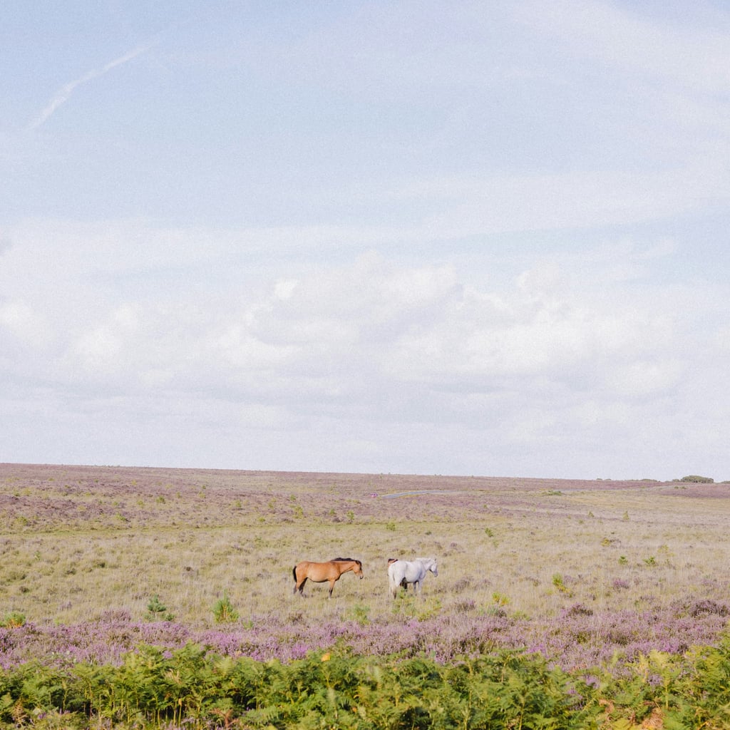 Quiet Grazing by Annie Spratt
