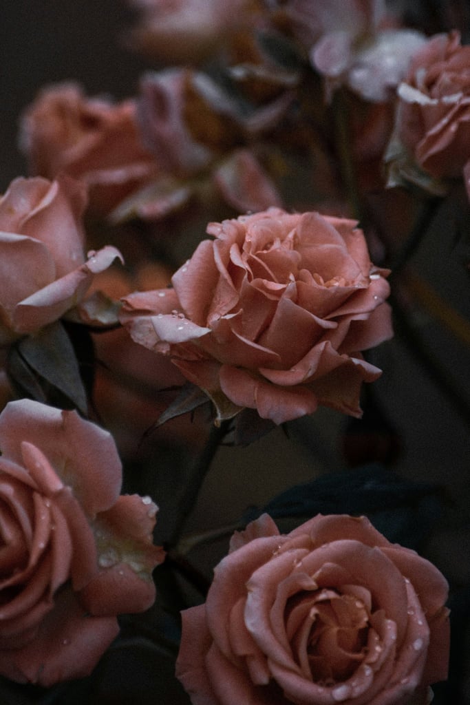 Quiet Roses at Dusk by Christina D.
