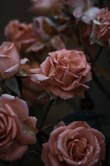 Quiet Roses at Dusk by Christina D.