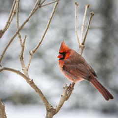 Skyler Ewing - Cute red cardinal bird sitting on leafless tree twig in cold winter woodland in daylight