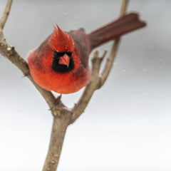 Skyler Ewing - A vibrant red cardinal perched on a branch in a snowy forest during winter, showcasing wildlife beauty.