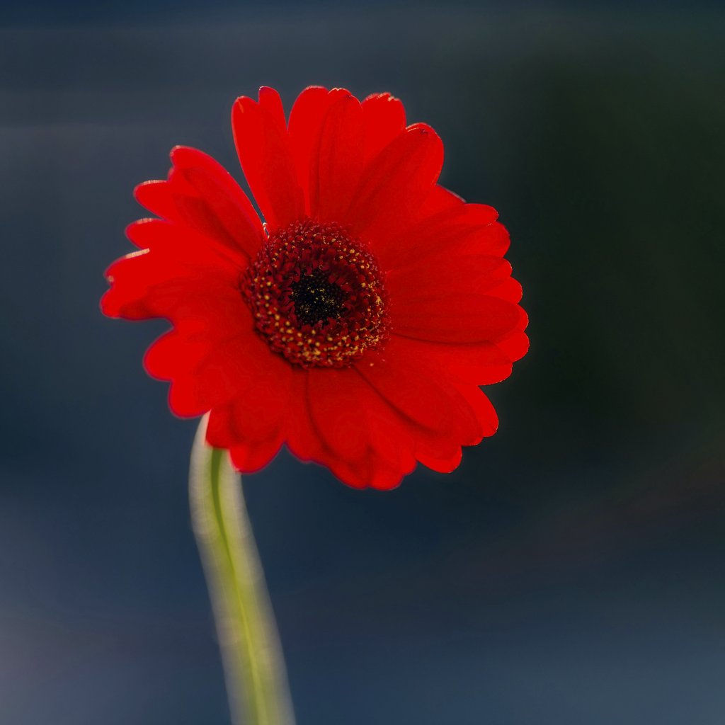 Skyler Ewing - Bright tropical red flower with delicate petals and pleasant aroma on dark blurred background