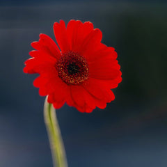Skyler Ewing - Bright tropical red flower with delicate petals and pleasant aroma on dark blurred background