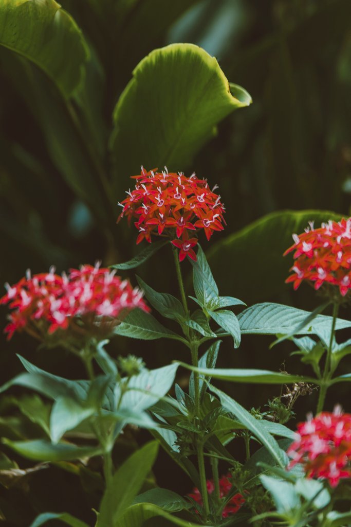 Jess Loiterton - Bright red tropical flowers blooming amidst lush green leaves outdoors.