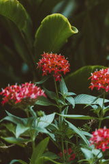 Jess Loiterton - Bright red tropical flowers blooming amidst lush green leaves outdoors.