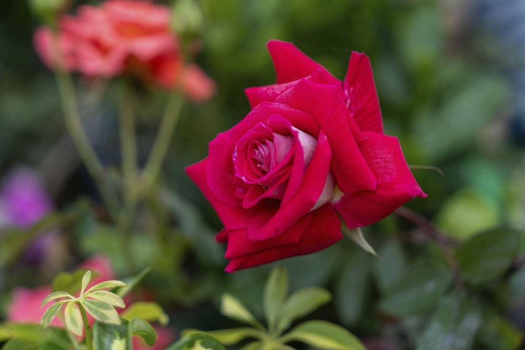 Manish Sharma - Close Up Of A Vibrant Red Rose In Bloom