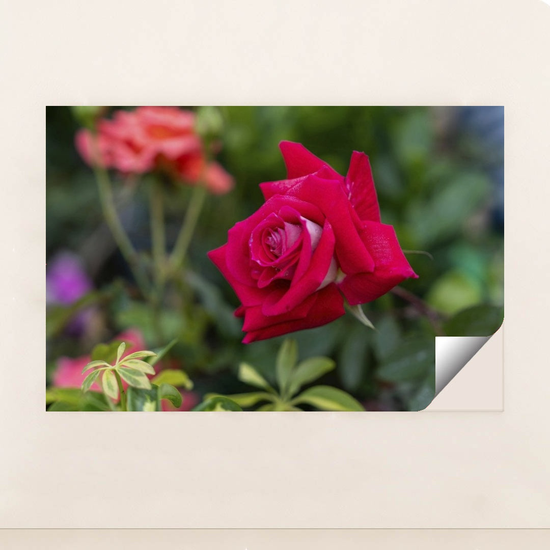 7090345443363 - Product Image