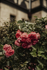 Alesia  Kozik - Vibrant pink roses intertwined with green leaves in a London garden setting.