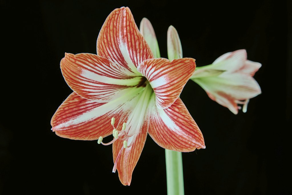 Suki Lee - Close-up of a striking red and white amaryllis flower against a black background.