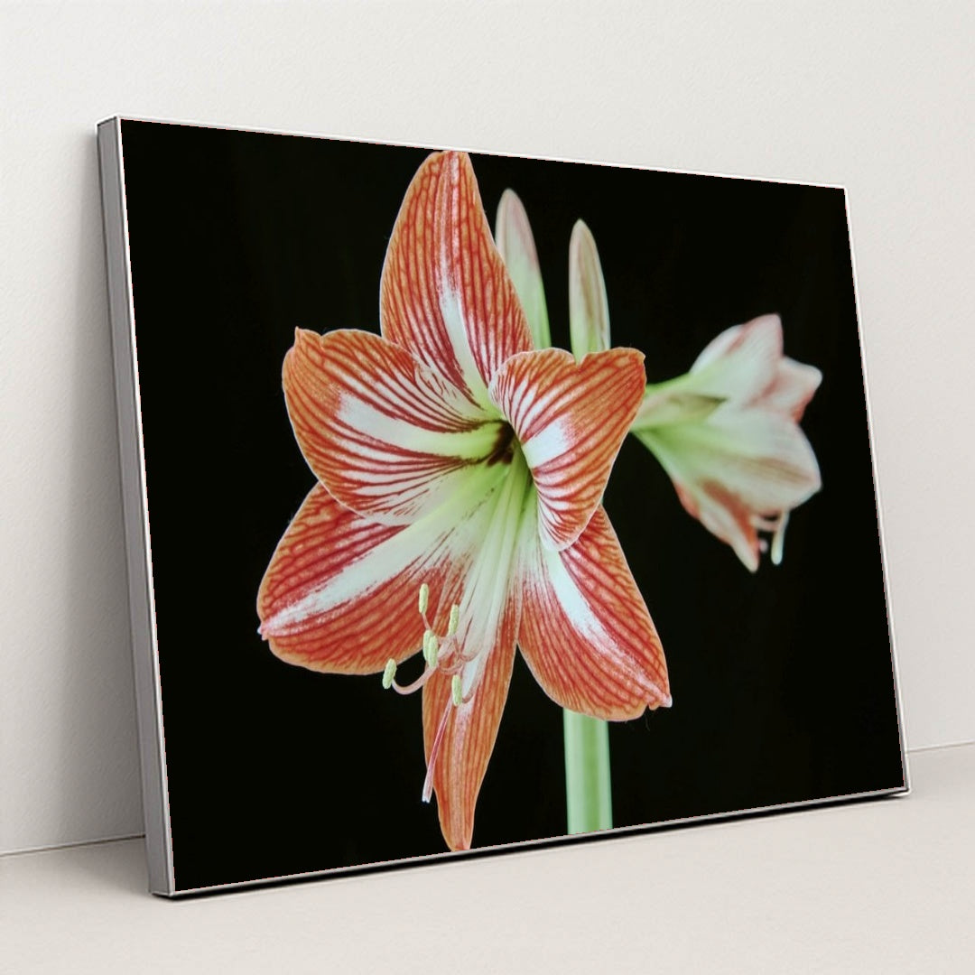 7090263752739 - Product Image