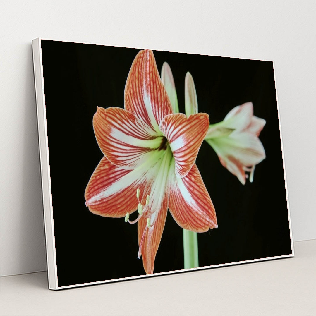 7090263752739 - Product Image