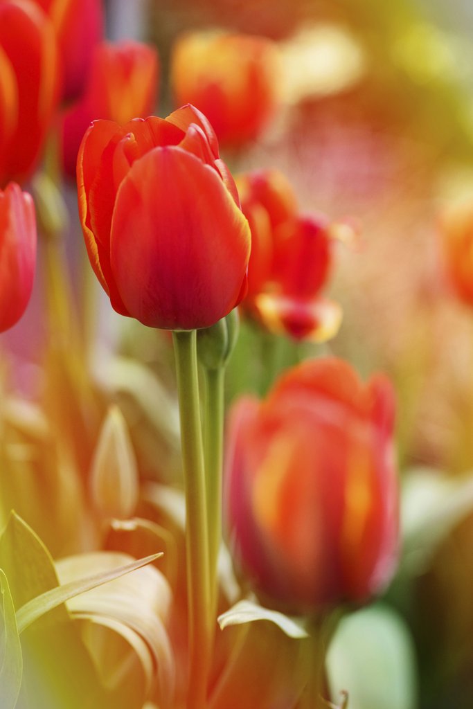 Kat Smith - Close-up of vivid red tulips blooming in a lush spring garden setting.