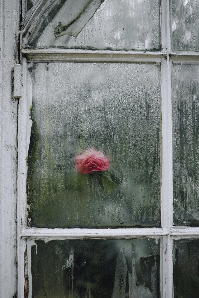 Ahmed ؜ - A pink rose behind a dewy window pane evokes an ethereal and tranquil feeling.