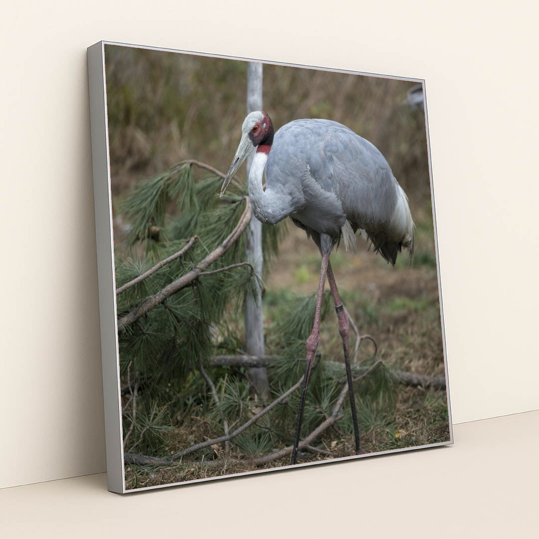 7090343772195 - Product Image