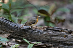 Quang Nguyen Vinh - A tiny bird with a brown and orange plumage resting on a weathered log in a dense forest environment.