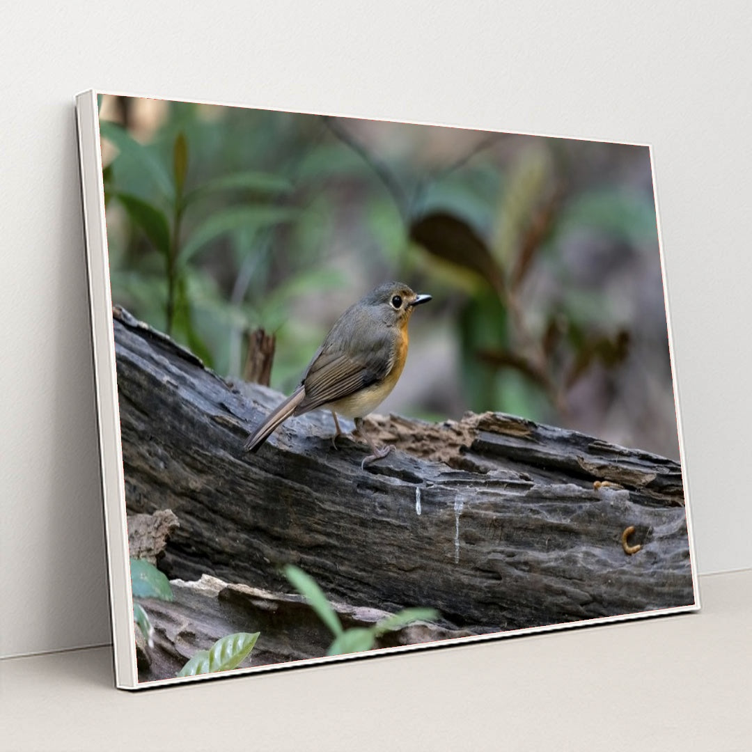 7090232557603 - Product Image