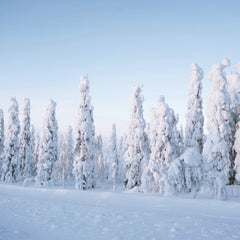 Valdemaras D. - Stunning winter scene of snow-laden trees under a clear sky in Finland's tranquil forest.