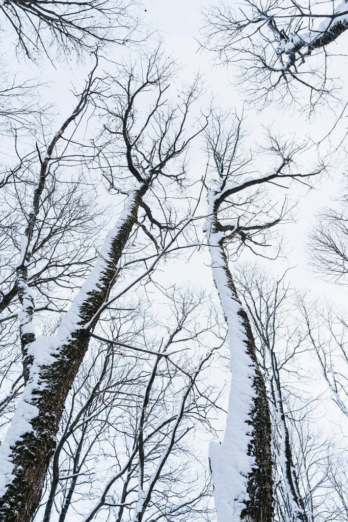 Yunus Tuƒü - Captivating view of snow-laden trees reaching skyward in a serene winter forest.