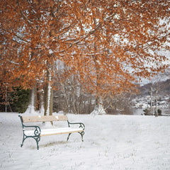 Simon Berger - A serene snow-covered park bench under autumnal trees in Gmunden, Austria.