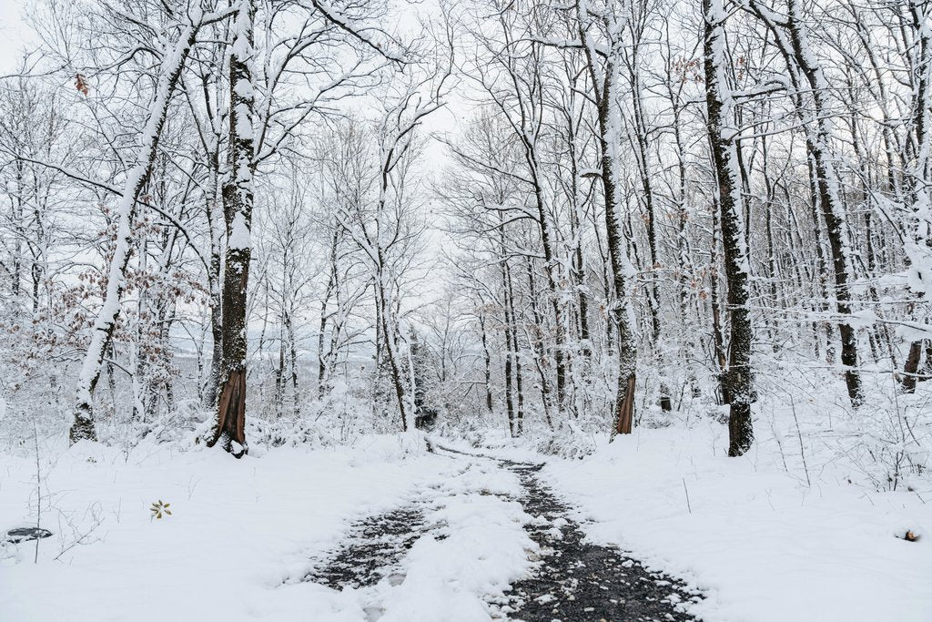 Yunus Tuğ - Tranquil snowy forest path surrounded by tall bare trees in a winter wonderland setting.