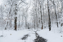 Yunus Tuğ - Tranquil snowy forest path surrounded by tall bare trees in a winter wonderland setting.