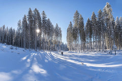 Krivec Ales - Explore the serene beauty of a snowy forest with sunlit pines and clear skies.