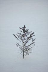 Kate - Lone Evergreen Tree In Snowy Winter Landscape
