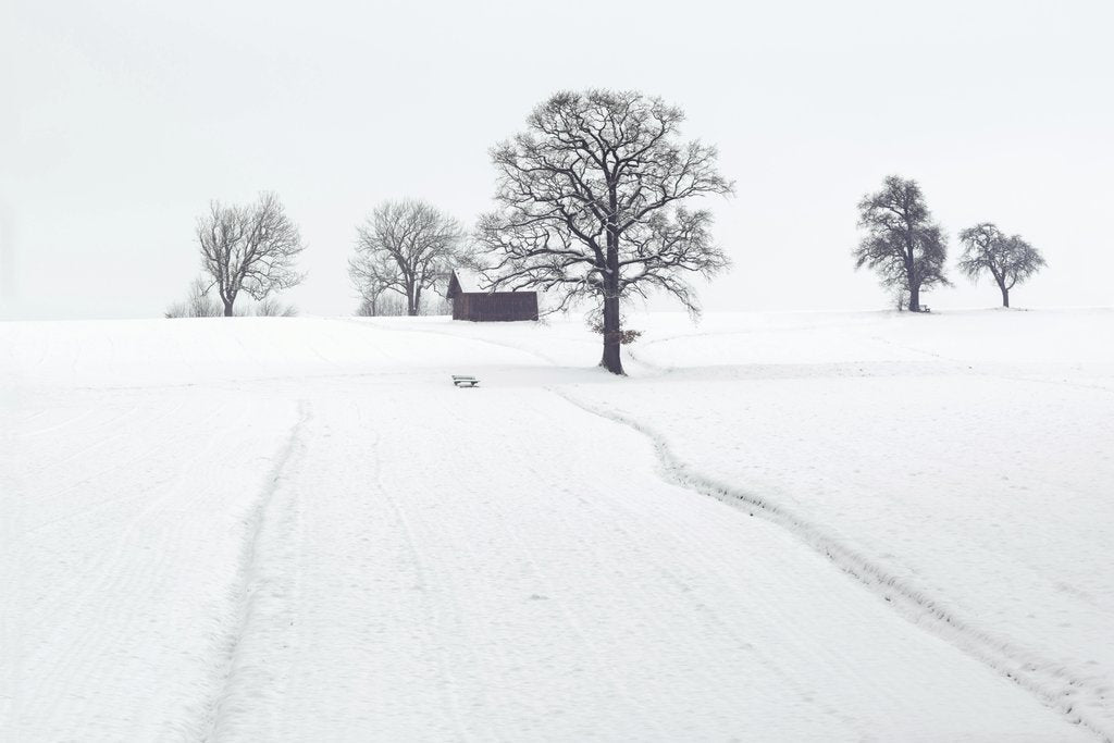 Simon Berger - A tranquil snowy landscape with frosty trees and a wooden cabin in winter.