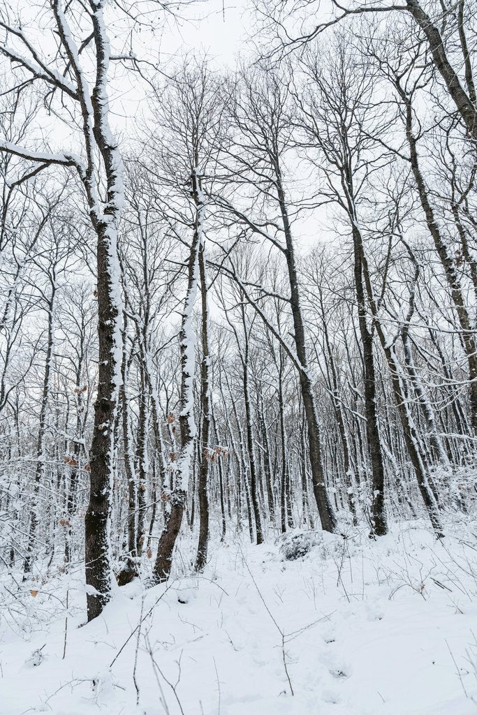 Yunus Tuƒü - Peaceful winter scene of a snowy forest with tall bare trees.