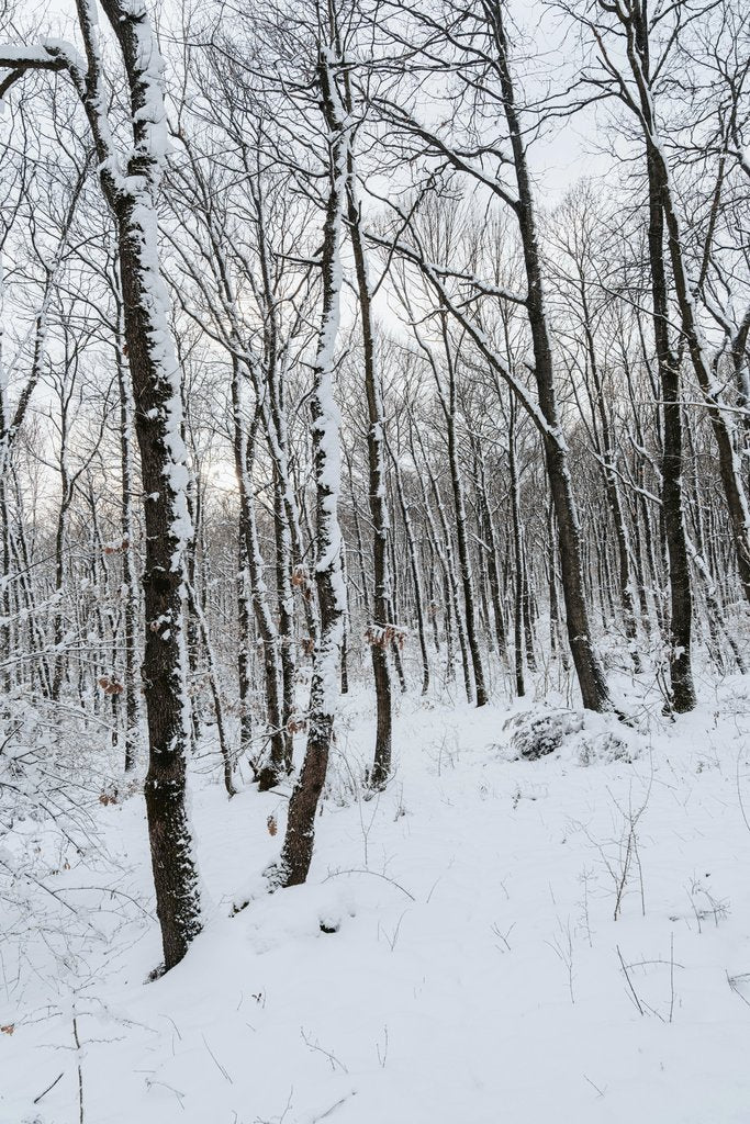 Yunus Tuƒü - A serene winter forest scene with snow-covered trees and a tranquil atmosphere.