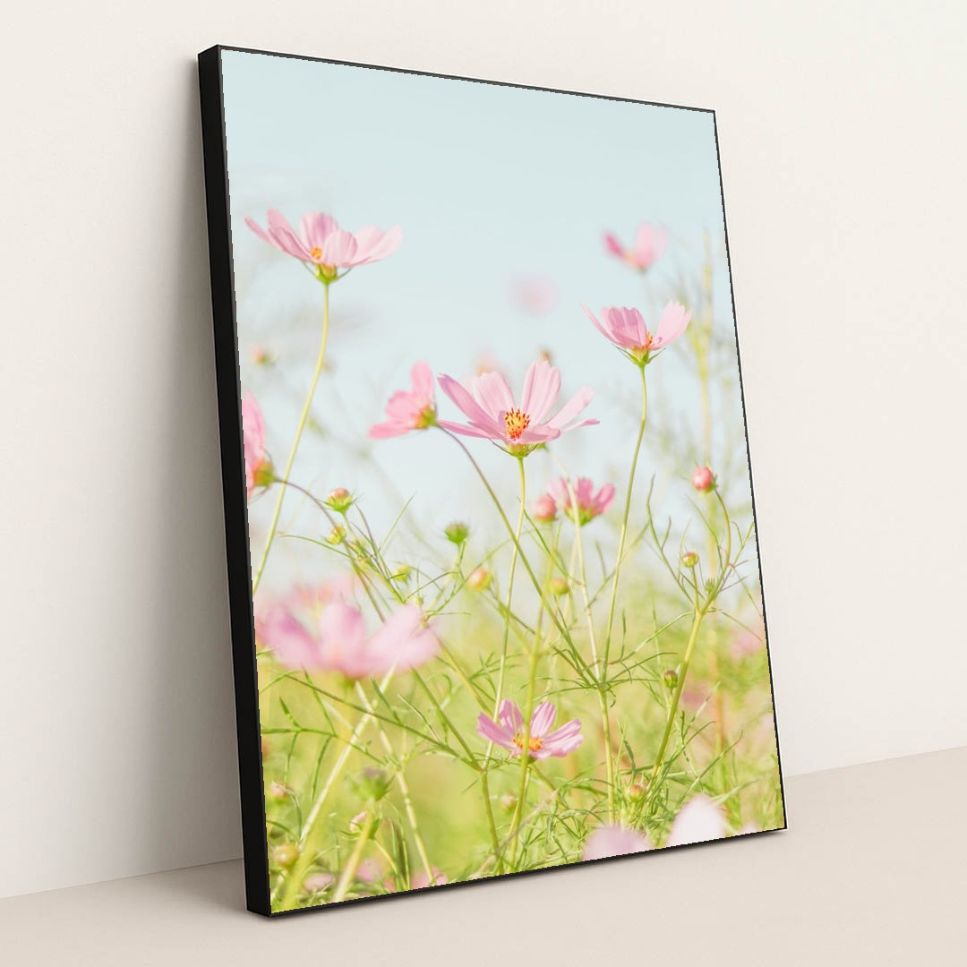 Soft Pink Cosmos in Morning Light by Jei Lee - Black Frame Stretchiez
