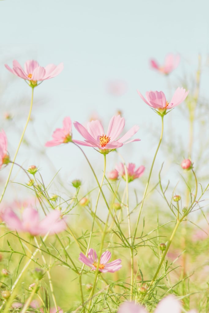 Soft Pink Cosmos in Morning Light by Jei Lee