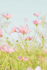 Soft Pink Cosmos in Morning Light by Jei Lee