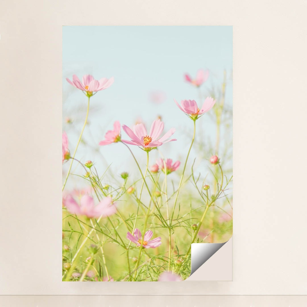 Soft Pink Cosmos in Morning Light by Jei Lee - Peeliez