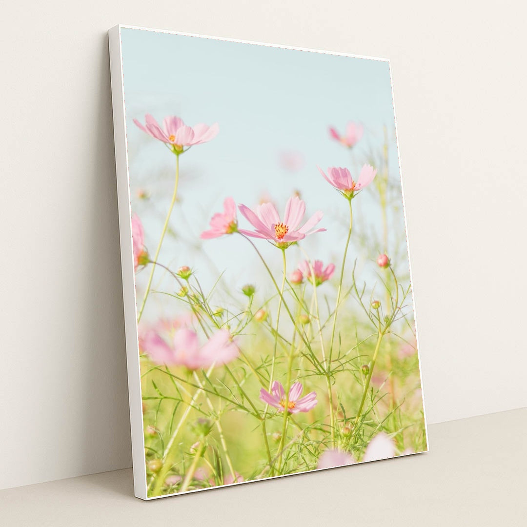 Soft Pink Cosmos in Morning Light by Jei Lee - White Frame Stretchiez