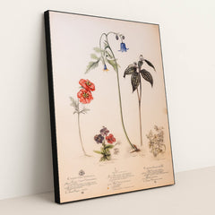 Specimen Parade by Seven Akins - Black Frame Stretchiez