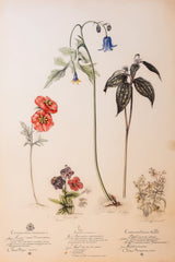 Specimen Parade by Seven Akins
