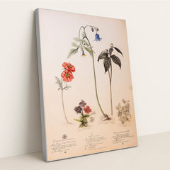 Specimen Parade by Seven Akins - Silver Frame Stretchiez