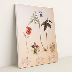 Specimen Parade by Seven Akins - White Frame Stretchiez