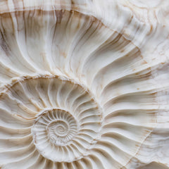 This artwork shows a close-up of a white and beige spiral shell with fine ridges and natural marbling.