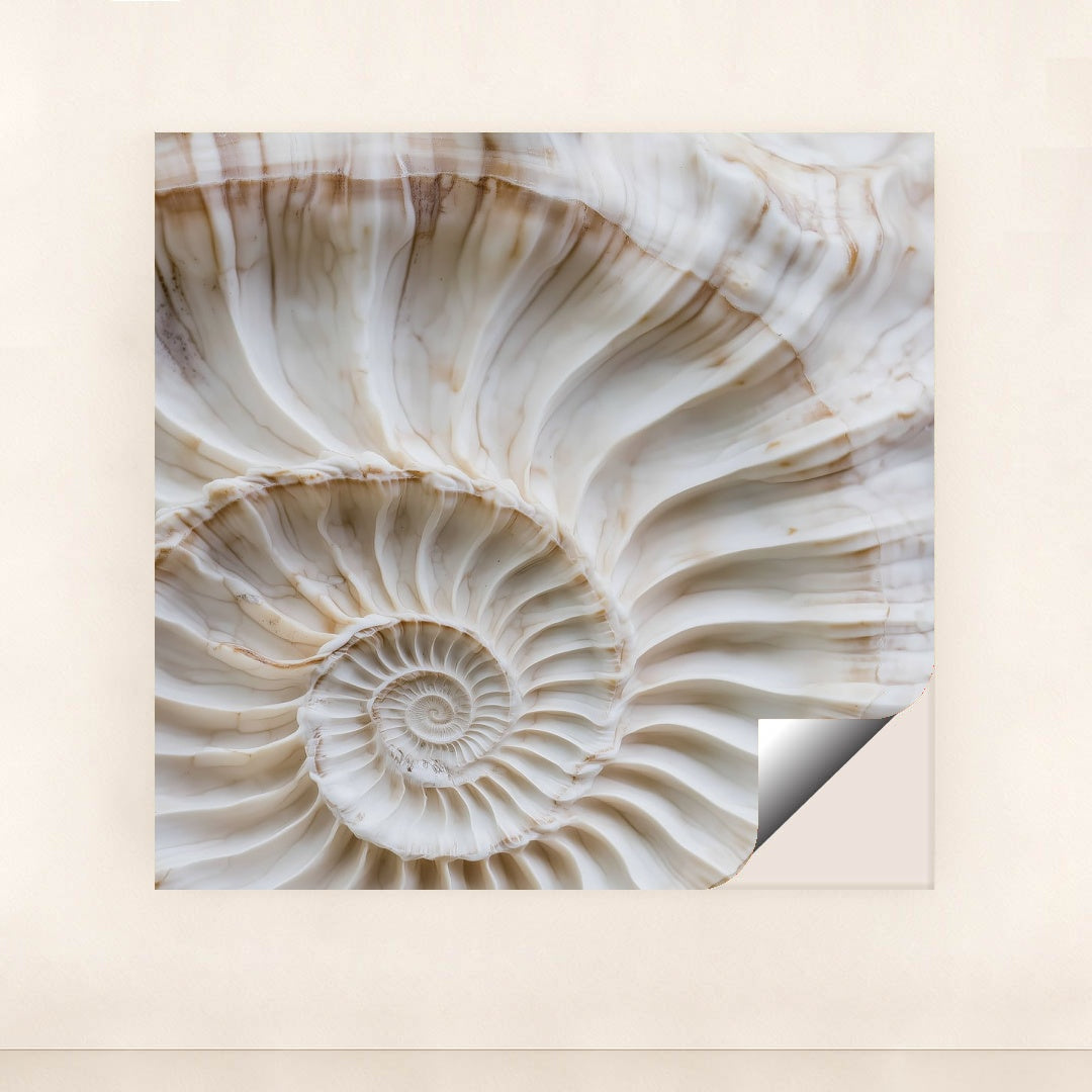 This artwork shows a close-up of a white and beige spiral shell with fine ridges and natural marbling, unframed.