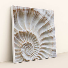 This artwork shows a close-up of a white and beige spiral shell with fine ridges and natural marbling, in a white frame.