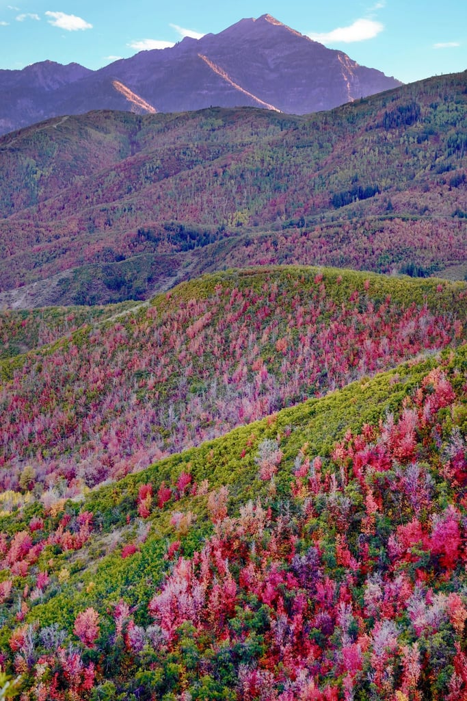 Spring Mosaic in the Mountains by Nils Rasmusson