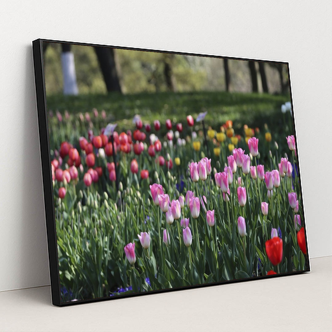 Vibrant Spring Tulip Garden by Paul Bai - Black Frame Stretchiez