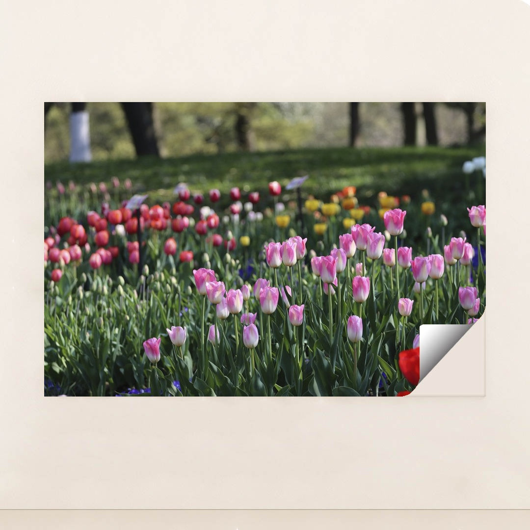 Vibrant Spring Tulip Garden by Paul Bai - Peeliez