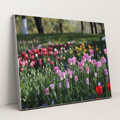 Vibrant Spring Tulip Garden by Paul Bai - Silver Frame Stretchiez